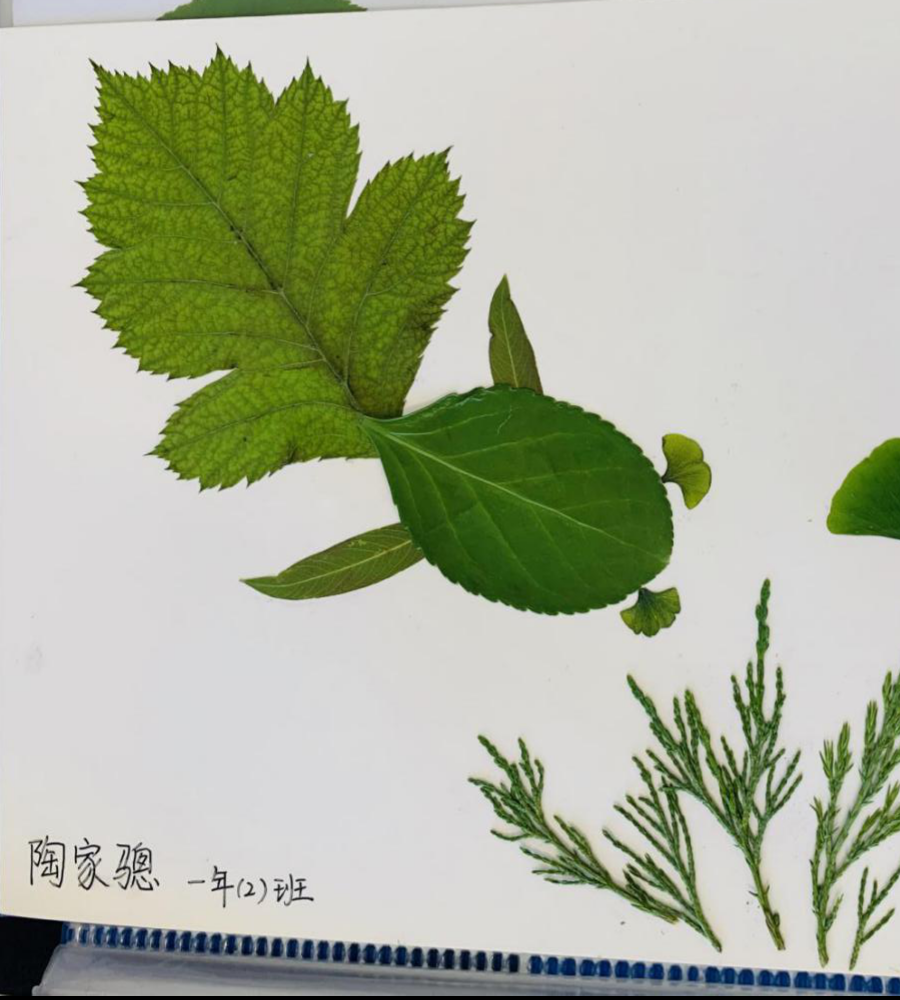 一（2） 陶家骢 水中的金鱼.png